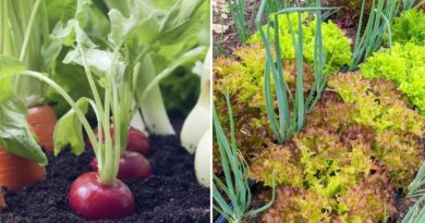 Crops You Should Never Plant Together — They’ll Fight for Nutrients and Fail to Thrive