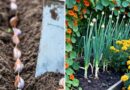 Garlic’s Best Garden Partners (and the Ones That Hate It)