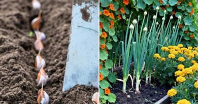 Garlic’s Best Garden Partners (and the Ones That Hate It)