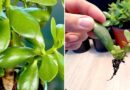 Grow Unlimited Jade Plants From a Single Leaf (Super Easy Method)