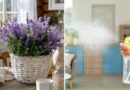 Lavender Is 20x Better Than Air Fresheners (Here’s the Real Reason)