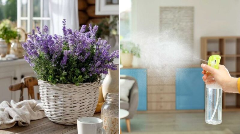Lavender Is 20x Better Than Air Fresheners (Here’s the Real Reason) Lavender Is 20x Better Than Air Fresheners (Here’s the Real Reason)