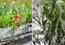 Overwintering Peppers: Save Your Plants for a Bigger Harvest Next Year
