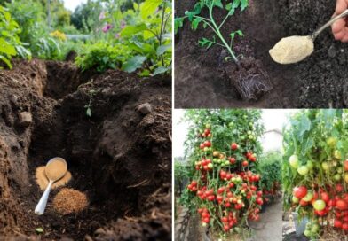 What to Put in the Planting Hole for Bigger, Better, More Abundant Harvests What to Put in the Planting Hole for Bigger, Better, More Abundant Harvests