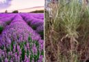 Why Lavender Dies: 15 Problems Most Gardeners Never Notice