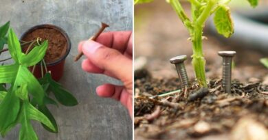 Gardeners Are Hiding Nails in Their Pots — And the Before/After Is Wild