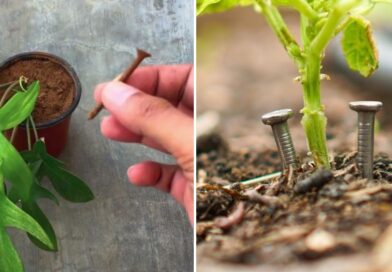 Gardeners Are Hiding Nails in Their Pots — And the Before/After Is Wild Gardeners Are Hiding Nails in Their Pots — And the Before/After Is Wild