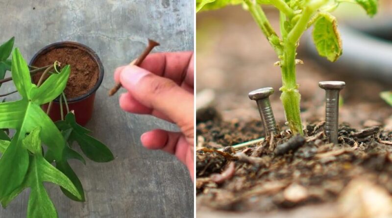 Gardeners Are Hiding Nails in Their Pots — And the Before/After Is Wild Gardeners Are Hiding Nails in Their Pots — And the Before/After Is Wild