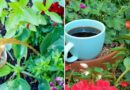 Why Your Garden Needs Coffee Tea (and How to Make It Right)