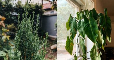 11 Plants You Can Grow From Cuttings in January (Even in Cold Weather)