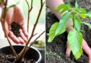 Why Gardeners Scatter Black Pepper Around Plants (It Actually Works)