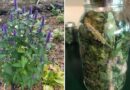 Why Is Everyone Growing Hyssop Now? Here’s What Makes It So Good