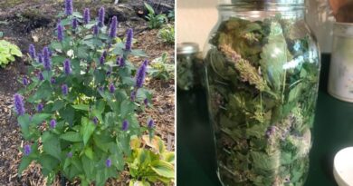 Why Is Everyone Growing Hyssop Now? Here’s What Makes It So Good