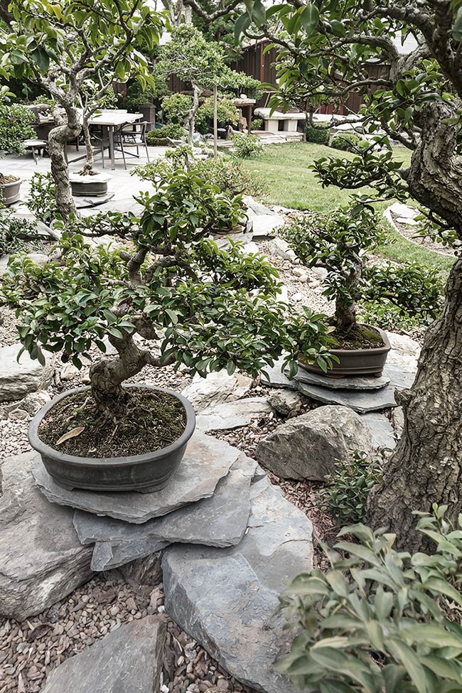 Bonsai Elegance on Layered Natural Stone Shelves