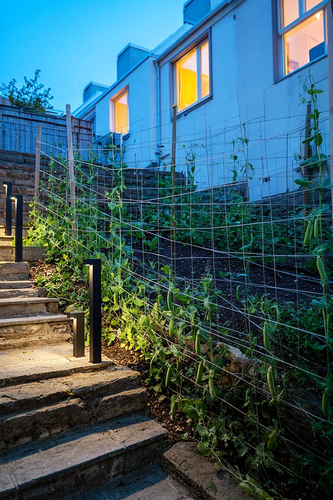 Illuminated Night Garden with Pea Trellis