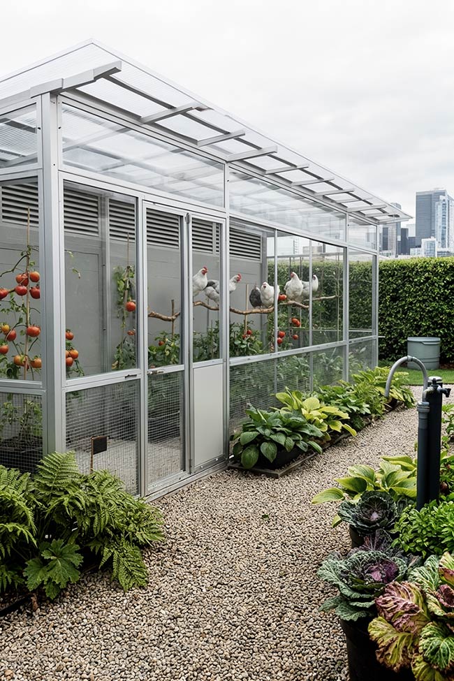 City Skyline Views for a Modern Glass Chicken Coop Garden
