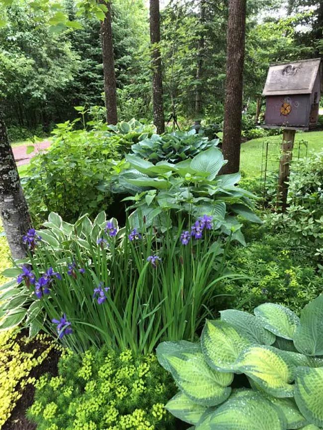 Tall Irises Adding a Splash of Purple to a Shade Garden Border