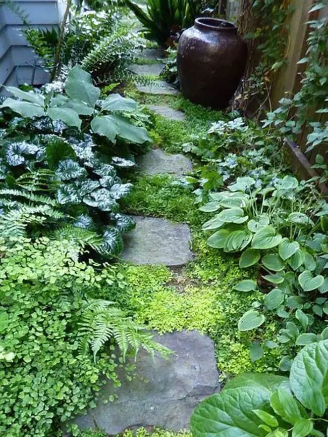 Mossy Stone Paths: Navigating a Secret Shade Garden Nook
