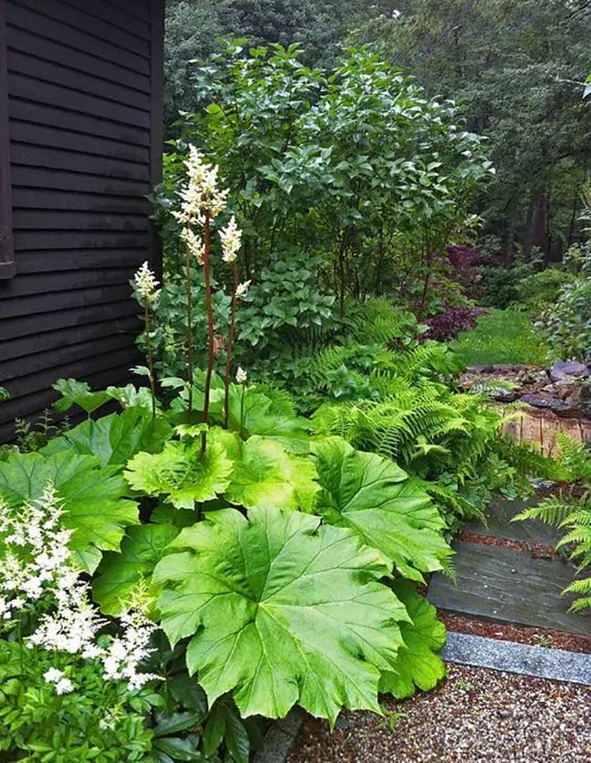 Giant Green Leaves Create Drama in a Woodland Shade Garden