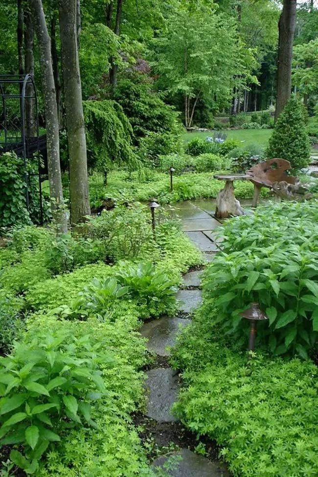 Lush Green Carpets Flowing Through a Deep Shade Garden