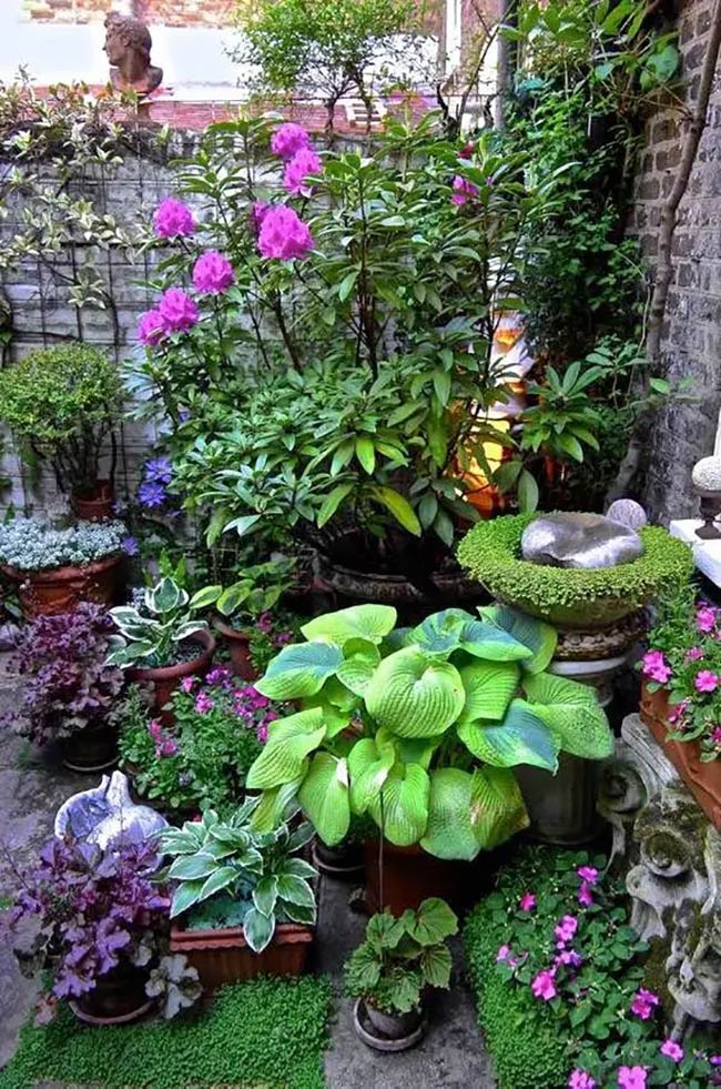 Potted Paradise: Container Ideas for a Small Shade Garden