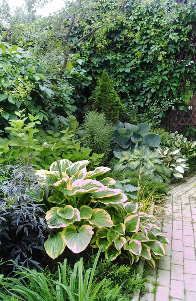 Giant Variegated Hostas Along a Shade Garden Path